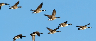 seeing a V of geese